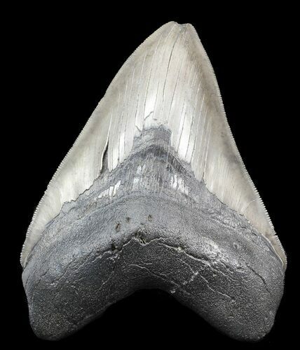 Glossy, Serrated, Fossil Megalodon Tooth #45099